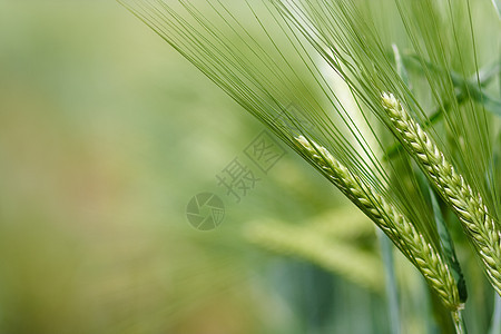 在农田种植的黄谷物可以收割了玉米大麦培育生产场地天空蓝色收成小麦金子图片