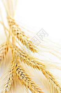 小麦耳朵粮食大麦主食面包黄色农场农业纤维金子植物图片