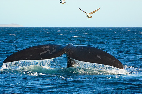 阿根廷巴塔哥尼亚南部的鲸鱼图片