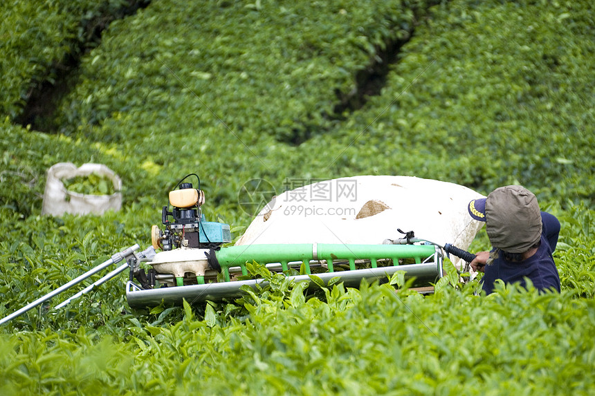 工人收获茶叶假期工作种植乡村茶点篮子工具财产叶子绿色农村图片