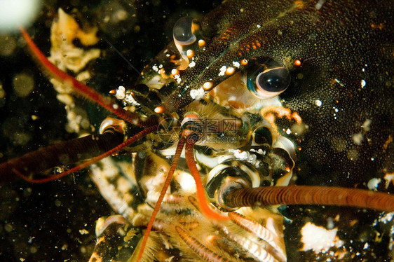 挪威潜水龙虾小牛宏观图片