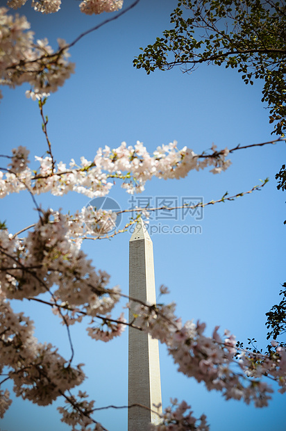 华盛顿古迹和樱桃花购物中心粉色纪念碑旅行天空国家旅游图片