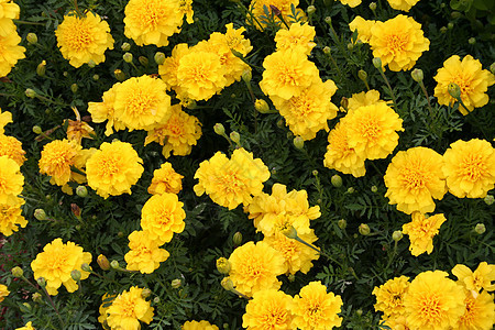 黄花绿色叶子花瓣花朵黄色树叶背景图片