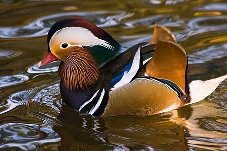 普通达林鸭男性公园河流翅膀鸟类羽毛湖泊野生动物白色旅行图片