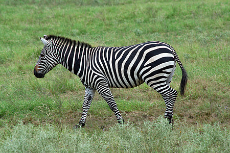 红原大草原斑马公园荒野动物条纹白色野生动物哺乳动物丛林皮肤动物园背景