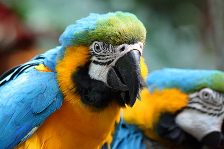 Macaw 硬体鹦鹉荒野热带濒危宠物蓝色账单丛林野生动物生活图片