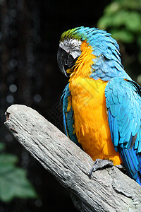 Macaw 硬体热带鹦鹉蓝色动物园俘虏丛林情调账单野生动物宠物图片