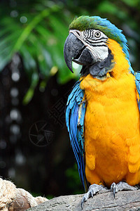 Macaw 硬体濒危荒野账单羽毛情调宠物黄色俘虏鹦鹉蓝色图片