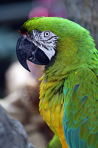 Macaw 硬体蓝色红色情调俘虏鹦鹉濒危黄色荒野生活账单图片