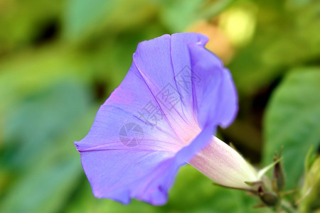 紫色早晨光耀荣耀花瓣植物宏观白色荒野蓝色植物群花粉花园背景图片