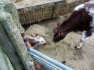 母牛和小牛孩子哺乳动物身体母亲野生动物农业食物家畜干草耳朵图片
