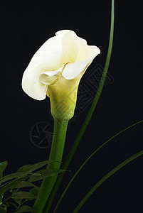 卡拉莉莉礼物花店植物花瓣植物群居住绿色白色对角线百合图片