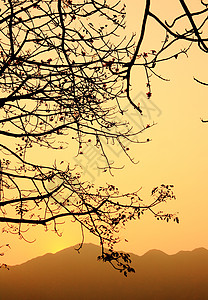 日落和树荫木棉公园天空环境晴天土地墙纸荒野季节阳光图片