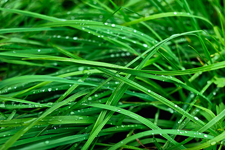 雨过后环境植物学活力宏观雨滴生活草地植物飞沫生长图片