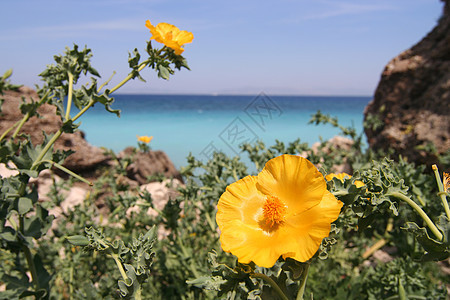 黄海红花图片