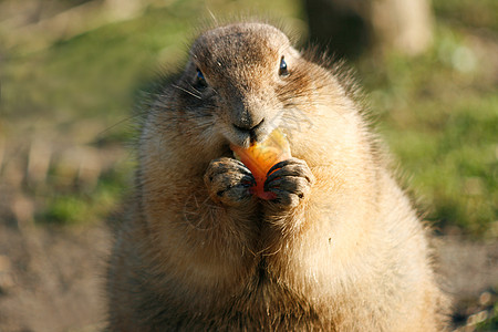 帕瑞埃多格吃东西棕色太阳毛皮土拨鼠荒野警报草原尾巴地面动物图片