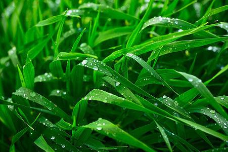 夏雨叶子雨滴生长环境宏观草地植物学活力飞沫生活图片