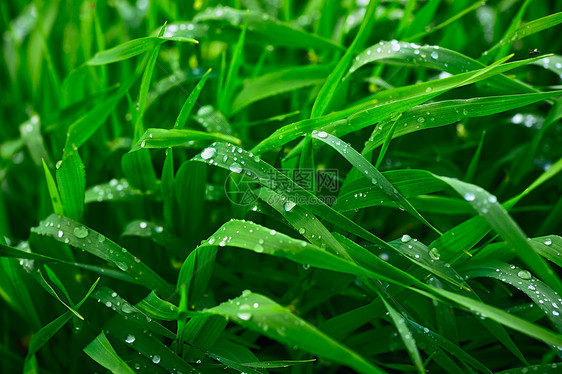 夏雨叶子雨滴生长环境宏观草地植物学活力飞沫生活图片