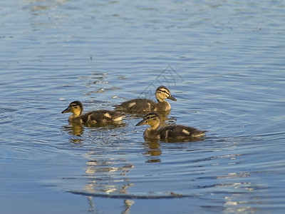 鸭子团体鸟类孩子后代池塘水禽动物学羽毛荒野运动图片