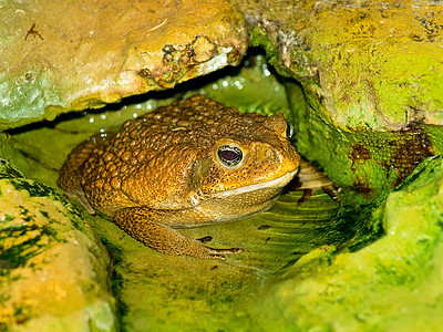水中的蛤蛙绿色的水水陆高清图片