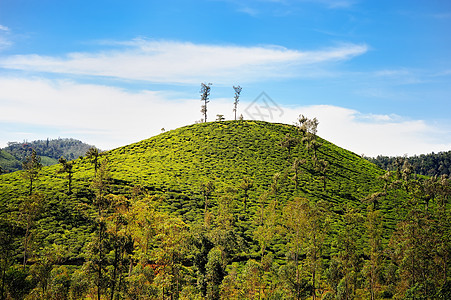 山茶茶图片