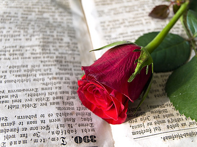 红玫瑰宗教红色花朵经文圣经精神婚礼图片