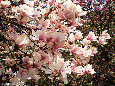 木兰花花花朵粉色图片