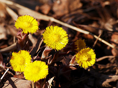 科尔茨脚花瓣野花草地花园杂草叶子太阳植物雏菊植物群图片