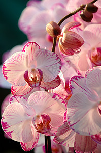 白兰花花园热带花瓣植物生物学花萼条纹荒野雌蕊草本植物图片