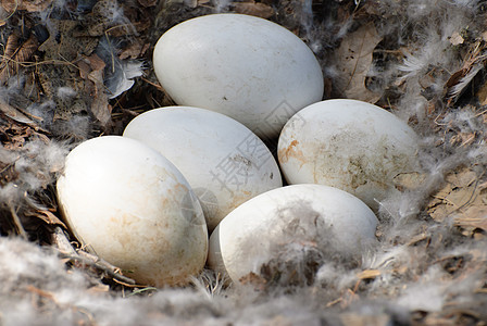 鹅蛋水平生活圆形野生动物鸟巢动物羽毛蛋壳白色背景图片