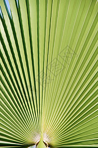 棕榈叶植物折叠线条蓝色棕榈艺术扇子绿色热带背景图片