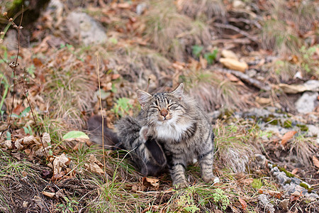 静坐猫灰色森林划痕树叶宠物岩石绿色白色枝条图片