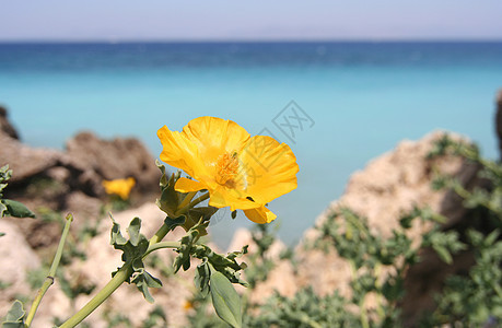 海滨花图片