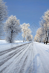 雪中道路中的积雪松树场景森林蓝色天空快乐白色图片