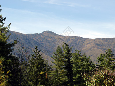 山丘墙纸海拔木头森林天空树木背景图片