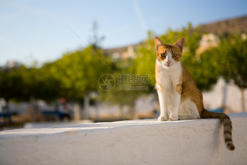 无家可归的猫毛皮白色眼睛自由宠物头发红色图片