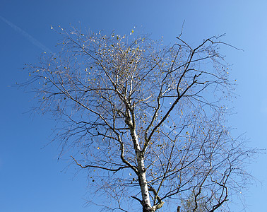 树树叶天空背景图片