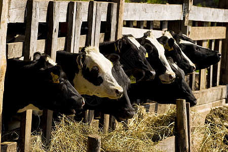 喂养地点的牛生产干草动物稻草家畜牛奶农场鼻子棕色好奇心图片