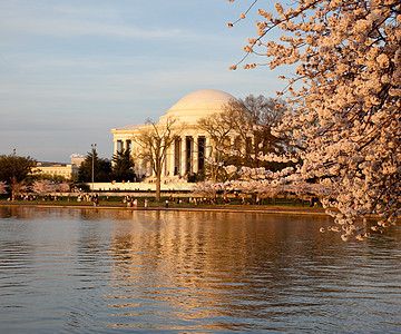 Jefferson 樱花之花后面的纪念旅行生长城市公园时间旅游潮汐纪念碑花朵直流电图片