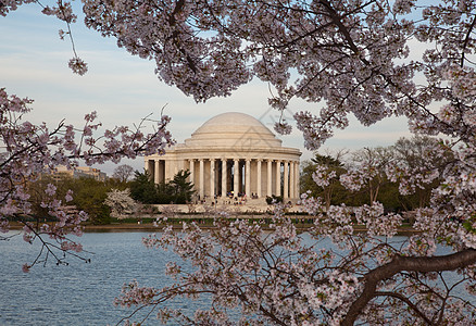 Jefferson 樱花之花后面的纪念旅游建筑学纪念碑季节城市节日直流电时间花朵旅行图片