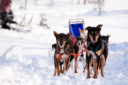 狗雪车队荒野雪橇冒险娱乐驾驶犬类运动竞赛团队跑步图片
