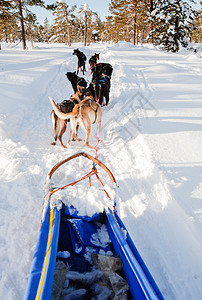 狗雪车队季节驾驶犬类团队森林冒险运动跑步雪橇工作高清图片