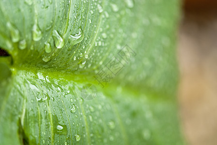 园中绿树湿叶植物生活宏观植物群反射森林树叶植物学环境花园图片