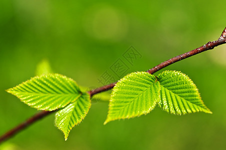 绿春叶分支机构生活植物静脉绿色植物生长树叶季节发芽宏观图片