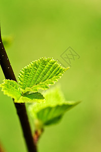 绿春叶叶子植物发芽绿色植物生态宏观季节分支机构榆树环境图片