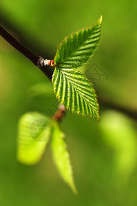 绿春叶叶子季节宏观环境绿色植物生态树叶分支机构植物生长图片