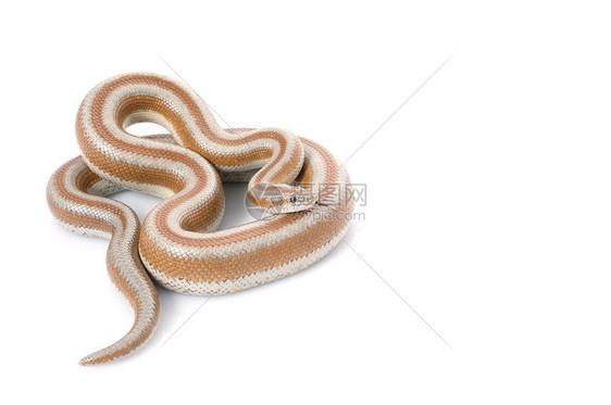 圣马特奥生物网状工作室蟒蛇动物条纹爬虫宏观食肉宠物图片