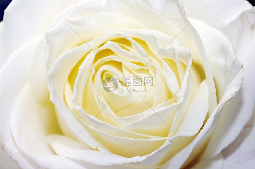 特写白色玫瑰花瓣图片