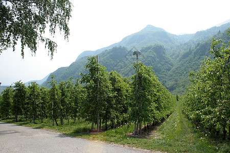 种植苹果平行线街道绿色路线苹果树树叶背景图片