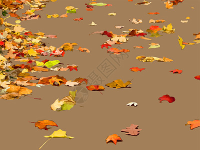光滑的秋叶背景图片